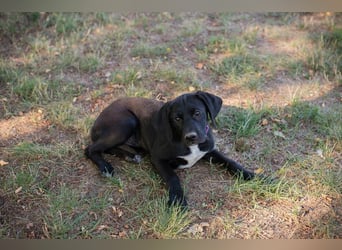 Chip 278072 - Junghündin sucht Familie und einen Namen