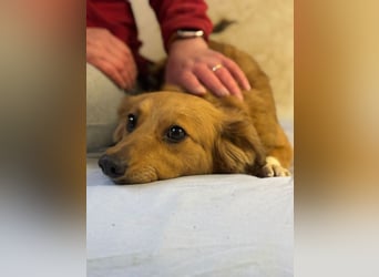 JARAH - welche einfühlsame Familie zeigt der schüchternen Maus, wie schön das Leben sein kann?