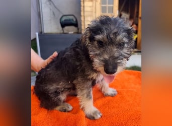 Chip-Nr. 2366551 - das kleine Welpenmädchen hätte so gerne einen tollen Namen und ein Zuhause
