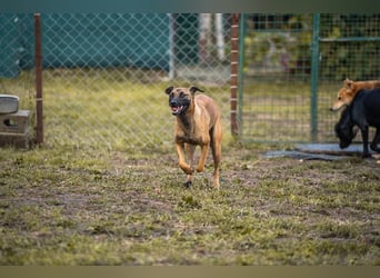 JULICA - die aktive, hübsche Hündin sucht eine unternehmungslustige Familie