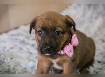 Welpe AMBER - knuddeln, lernen, spielen - schenkst du mir dein Herz und ein Zuhause?