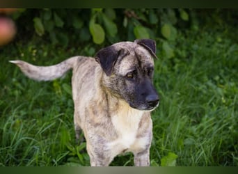 WILSON - der ruhige und bedächtige Senior mit der zarten Seele sucht ein liebevolles Zuhause