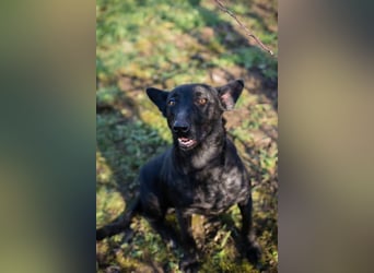 ANOUSH - das liebe Mädchen träumt davon, eine richtige Familienhündin zu sein!