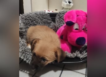 Welpe CANDY - wer spielt, lernt und kuschelt mit mir und lässt mich nie mehr alleine?