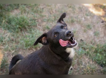 Chip 264832 - Junghund auf der Suche nach seiner Familie