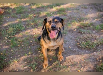 NICO - lernen, toben, kuscheln, mit meiner Familie und mit Artgenossen spielen - das wünsch ich mir!