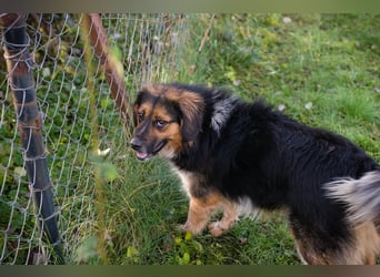 NAMIRA - die lebhafte, aktive Hündin ist nichts für Couchpotatos :-)