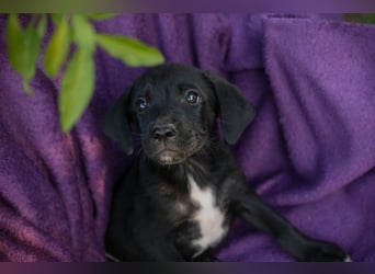 Welpe Chip-Nr. 290158 - ich suche einen Namen und am liebsten auch gleich eine tolle Familie!