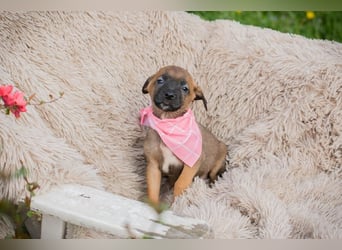 Welpe LONI - die kleine Maus bringt eine ganze Menge Leben und Frohsinn in ihr Zuhause!