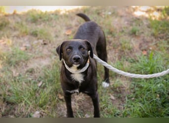 Chip 264832 - Junghund auf der Suche nach seiner Familie