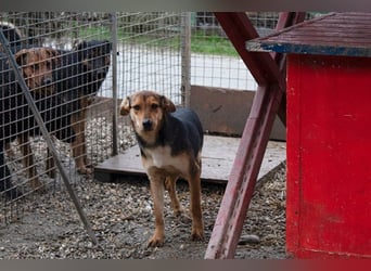 LARA - die soziale Hündin ist noch zurückhaltend und sucht hundeerfahrene Menschen