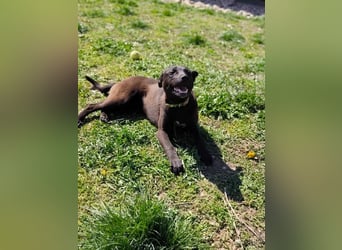 Internes Kennzeichen 25L - für diese aktive Junghündin suchen wir eine unternehmungslustige Familie!