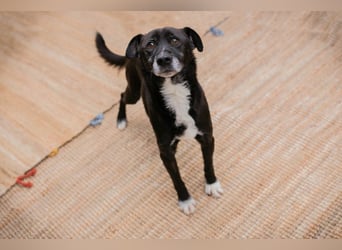 FIDO - der aufgeschlossene Rüde freut sich auf tolle Abenteuer mit seinen Menschen