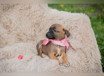 Welpe LONI - die kleine Maus bringt eine ganze Menge Leben und Frohsinn in ihr Zuhause!