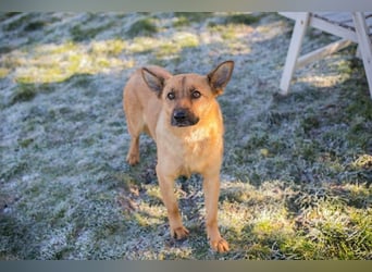 ROSALINA - die süße Hündin träumt von einem tollen Für-Immer Zuhause