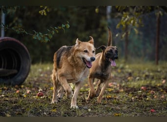 JULICA - die aktive, hübsche Hündin sucht eine unternehmungslustige Familie