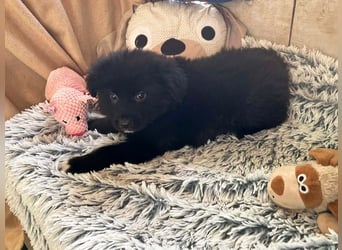 Welpe Chip-Nr. 264925 - kleiner "Dreikäsehoch" sucht liebevolle Heimat.