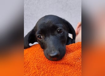 Chip-Nr. 2367676 - die aufgeschlossene und neugierige kleine Hündin möchte die Welt entdecken!