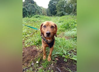 BAILEY - wer zeigt dem fröhlichen, dankbaren Rüden, wie schön ein Hundeleben sein kann?