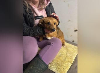 JARAH - welche einfühlsame Familie zeigt der schüchternen Maus, wie schön das Leben sein kann?