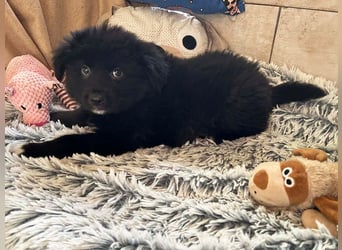 Welpe Chip-Nr. 264925 - kleiner "Dreikäsehoch" sucht liebevolle Heimat.