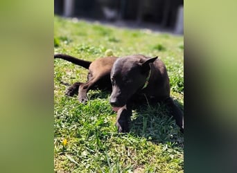 Internes Kennzeichen 25L - für diese aktive Junghündin suchen wir eine unternehmungslustige Familie!