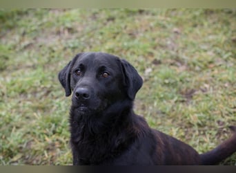 ARNE - der goldige, liebe Rüde freut sich sehr auf sein eigenes Zuhause!