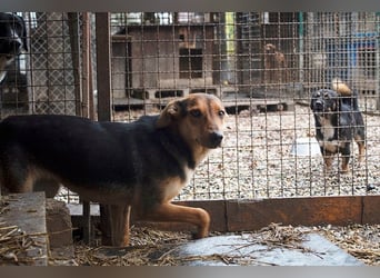 LARA - die soziale Hündin ist noch zurückhaltend und sucht hundeerfahrene Menschen