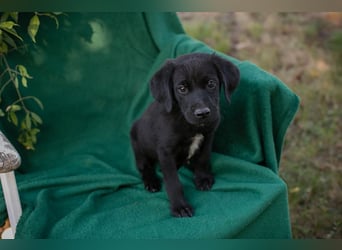 Welpe Chip Nr. 289407 - wenn ich groß bin möchte ich ein richtiger Familienhund sein!