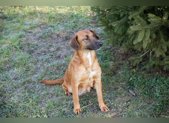 HAZEL - ich freue mich auf ein tolles Leben mit meinen Menschen!