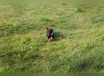 Welpe SOPHIA - das fröhliche Mädchen möchte so gern eine richtige Familienhündin sein!