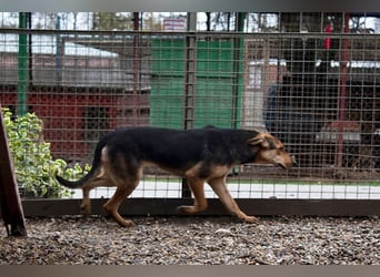 LARA - die soziale Hündin ist noch zurückhaltend und sucht hundeerfahrene Menschen