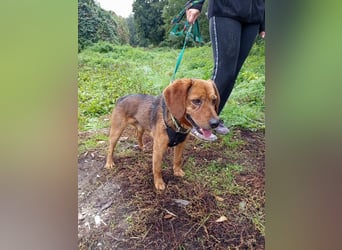 BAILEY - wer zeigt dem fröhlichen, dankbaren Rüden, wie schön ein Hundeleben sein kann?