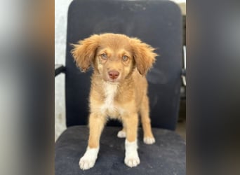 Jaspar, geb. ca. 04/2026, lebt in GRIECHENLAND, im städt. Tierheim Serres