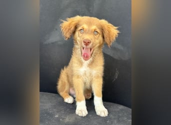 Jaspar, geb. ca. 04/2026, lebt in GRIECHENLAND, im städt. Tierheim Serres