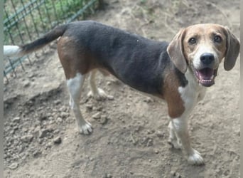 Affleck, geb. ca. 07/2023, lebt in GRIECHENLAND, auf einer privaten Pflegestelle
