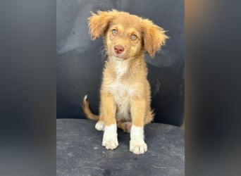 Jaspar, geb. ca. 04/2026, lebt in GRIECHENLAND, im städt. Tierheim Serres