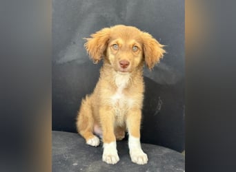 Jaspar, geb. ca. 04/2026, lebt in GRIECHENLAND, im städt. Tierheim Serres