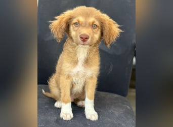 Jaspar, geb. ca. 04/2026, lebt in GRIECHENLAND, im städt. Tierheim Serres