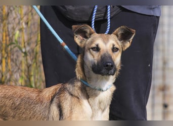 Im Tierheim aufgewachsen ❤️ CINDY - soll endlich ein Zuhause haben!