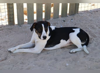 ❤️ Carinha - zu jung | zu lieb | zu sanft - um auf dem Schrottplatz zu leben