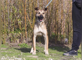 Im Tierheim aufgewachsen ❤️ CINDY - soll endlich ein Zuhause haben!