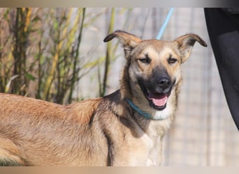 Im Tierheim aufgewachsen ❤️ CINDY - soll endlich ein Zuhause haben!