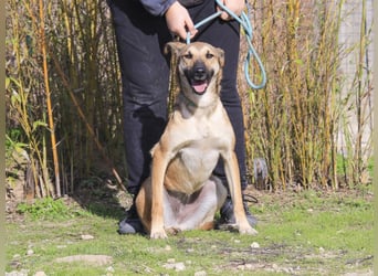 Im Tierheim aufgewachsen ❤️ CINDY - soll endlich ein Zuhause haben!