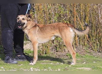 Im Tierheim aufgewachsen ❤️ CINDY - soll endlich ein Zuhause haben!