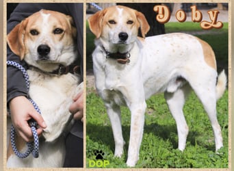 100%- lieb*freundlich*unkompliziert - *DOBY* - und kennt das Leben im Haus