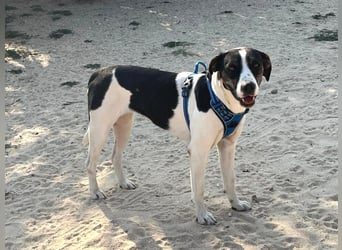 ❤️ Carinha - zu jung | zu lieb | zu sanft - um auf dem Schrottplatz zu leben