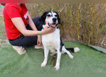  Seniorin RAVA - wurde ausgesetzt und braucht nun ein neues und besseres Zuhause