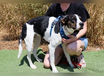 ❤️ Carinha - zu jung | zu lieb | zu sanft - um auf dem Schrottplatz zu leben