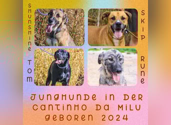 ❤️ Carinha - zu jung | zu lieb | zu sanft - um auf dem Schrottplatz zu leben